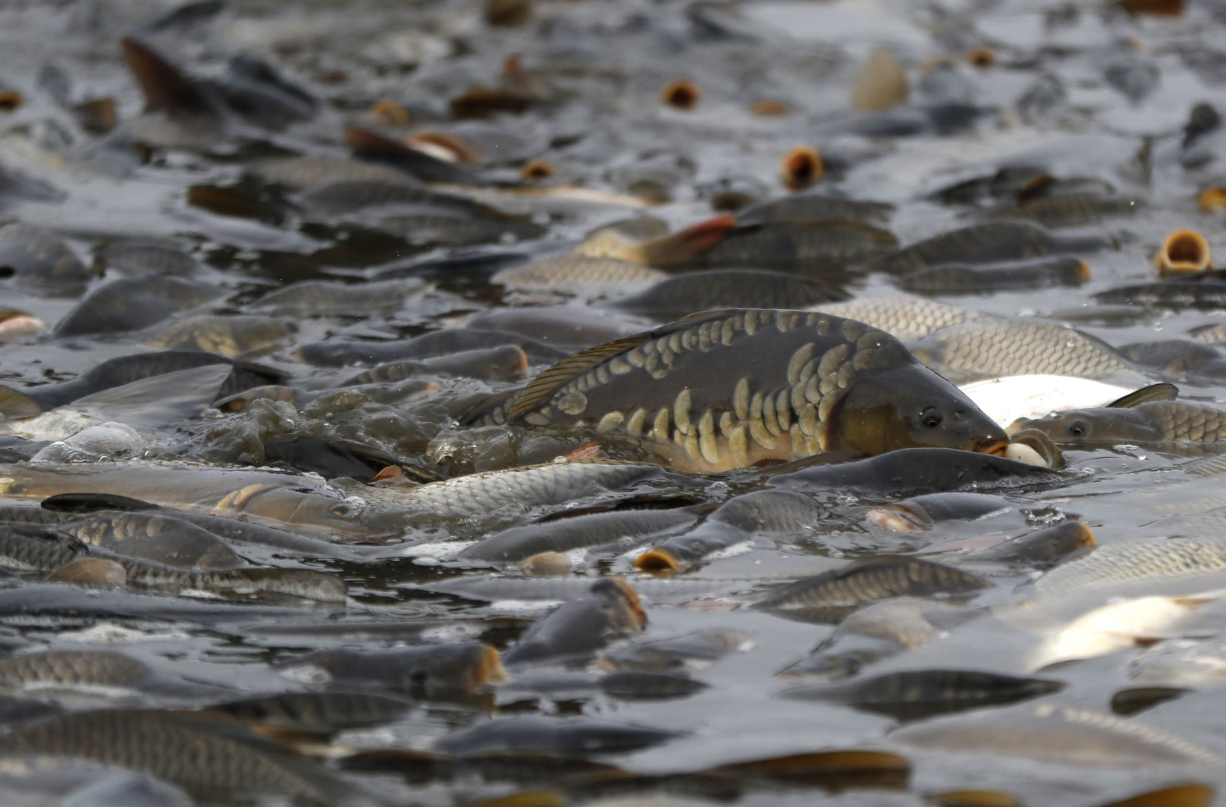 Czech Republic Carp Catching Photo Gallery